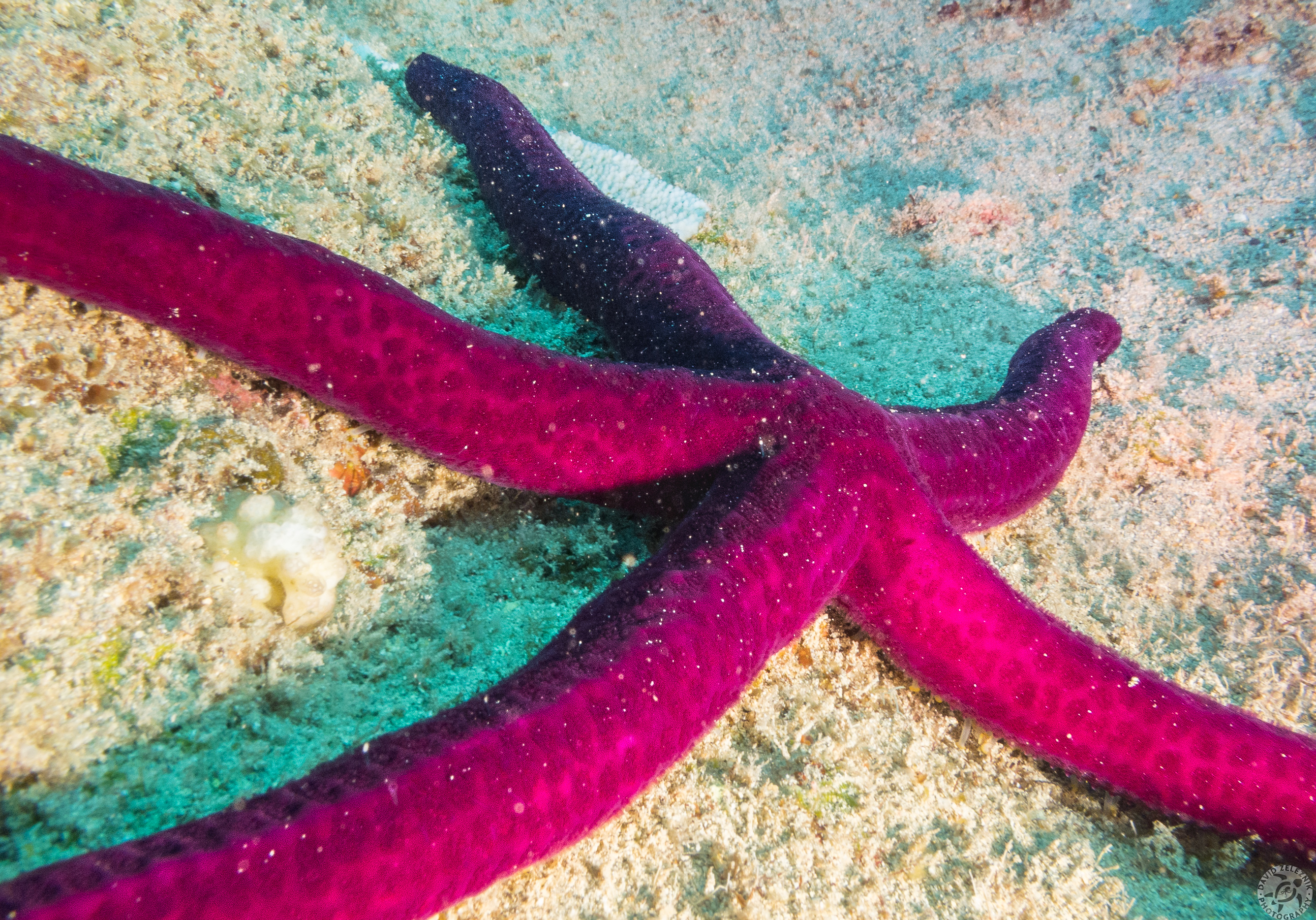 Purple Velvet Stars used to only be found at significant depths, but they are becoming more common on the shallower reefs of Hawaii