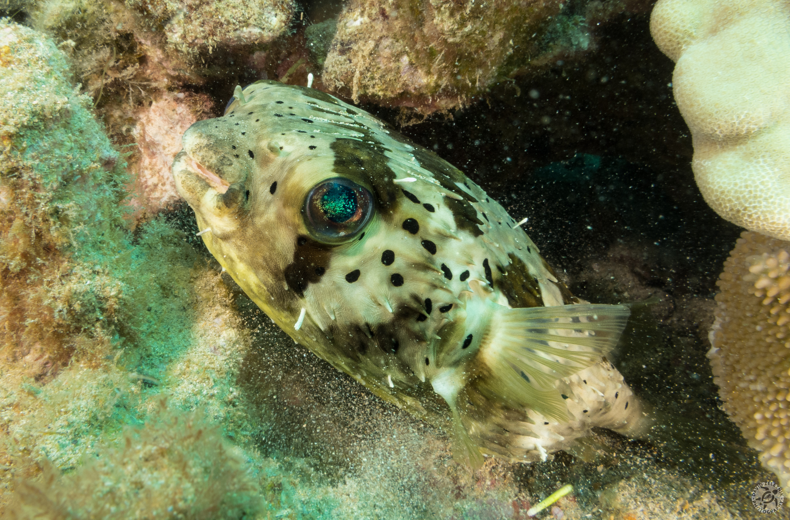 Porcupinefish<br/><small>Koloa Landing dive site, Kauai</small>