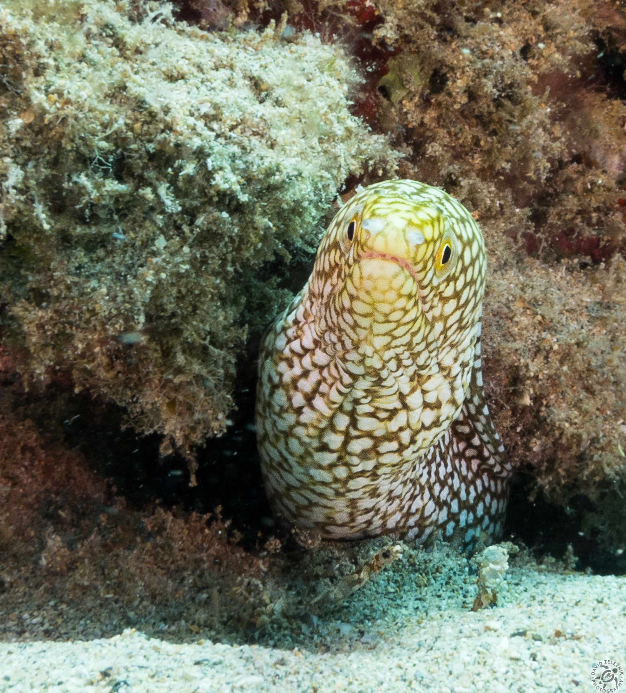 Whitemouth Moray with two very tiny babies poking up from the sand underneath its belly<br/><small>Koloa Landing dive site, Kauai</small>