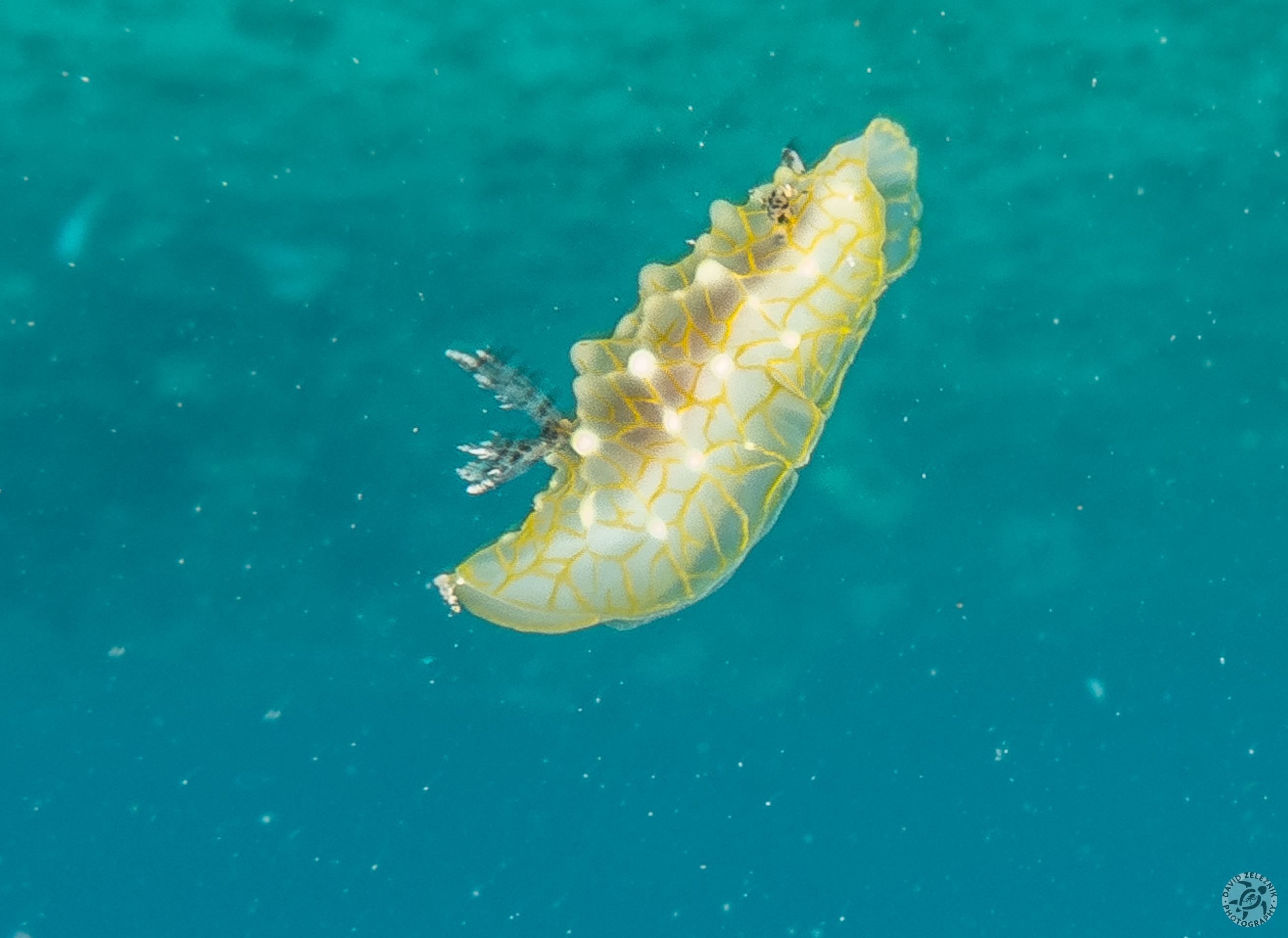 Gold Lace Nudibranch  floating in the water column<br/><small>Koloa Landing dive site</small> 