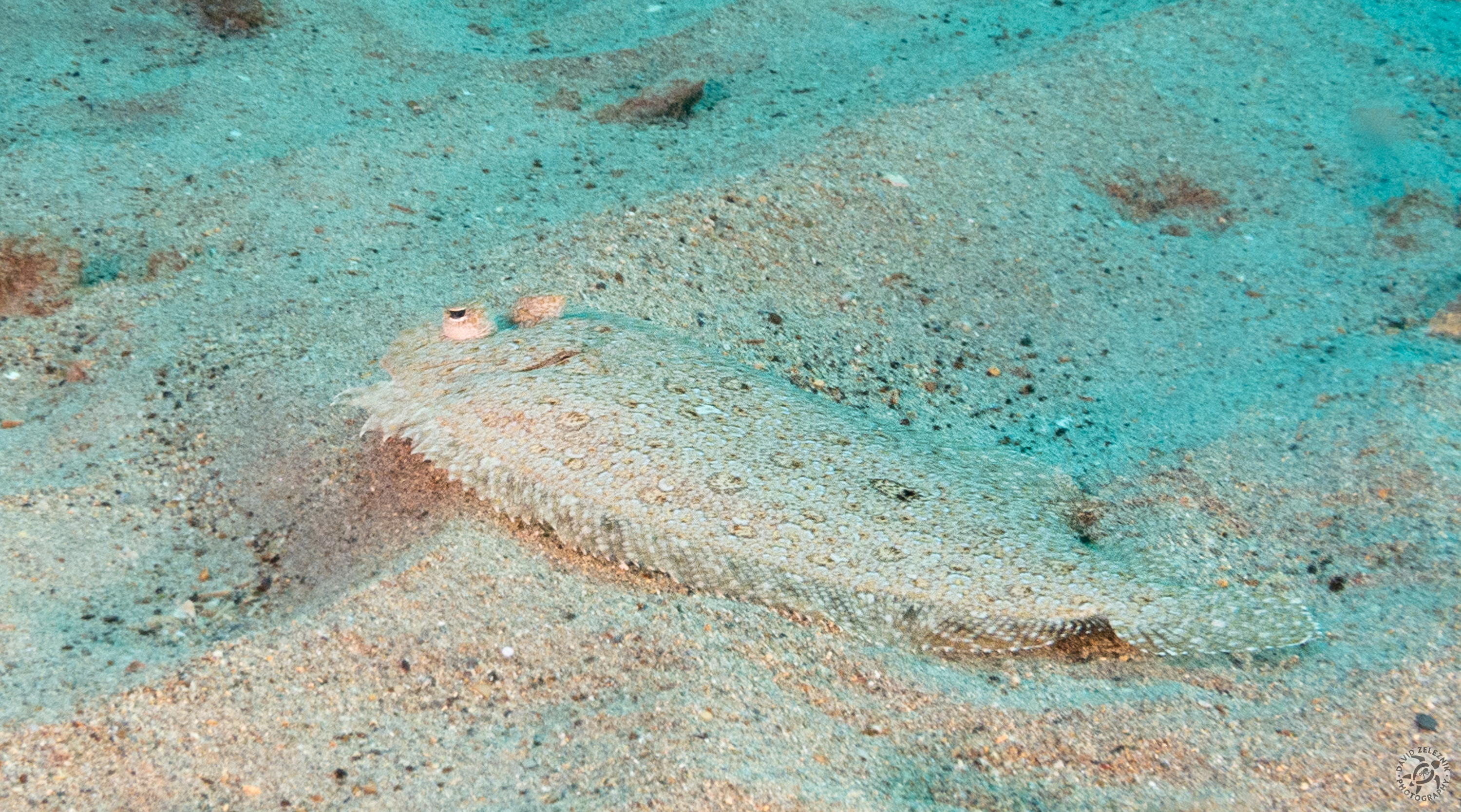 Panther Flounder, similar to the Caribbean Peacock Flounder<br/><small>Koloa Landing dive site, Kauai</small>