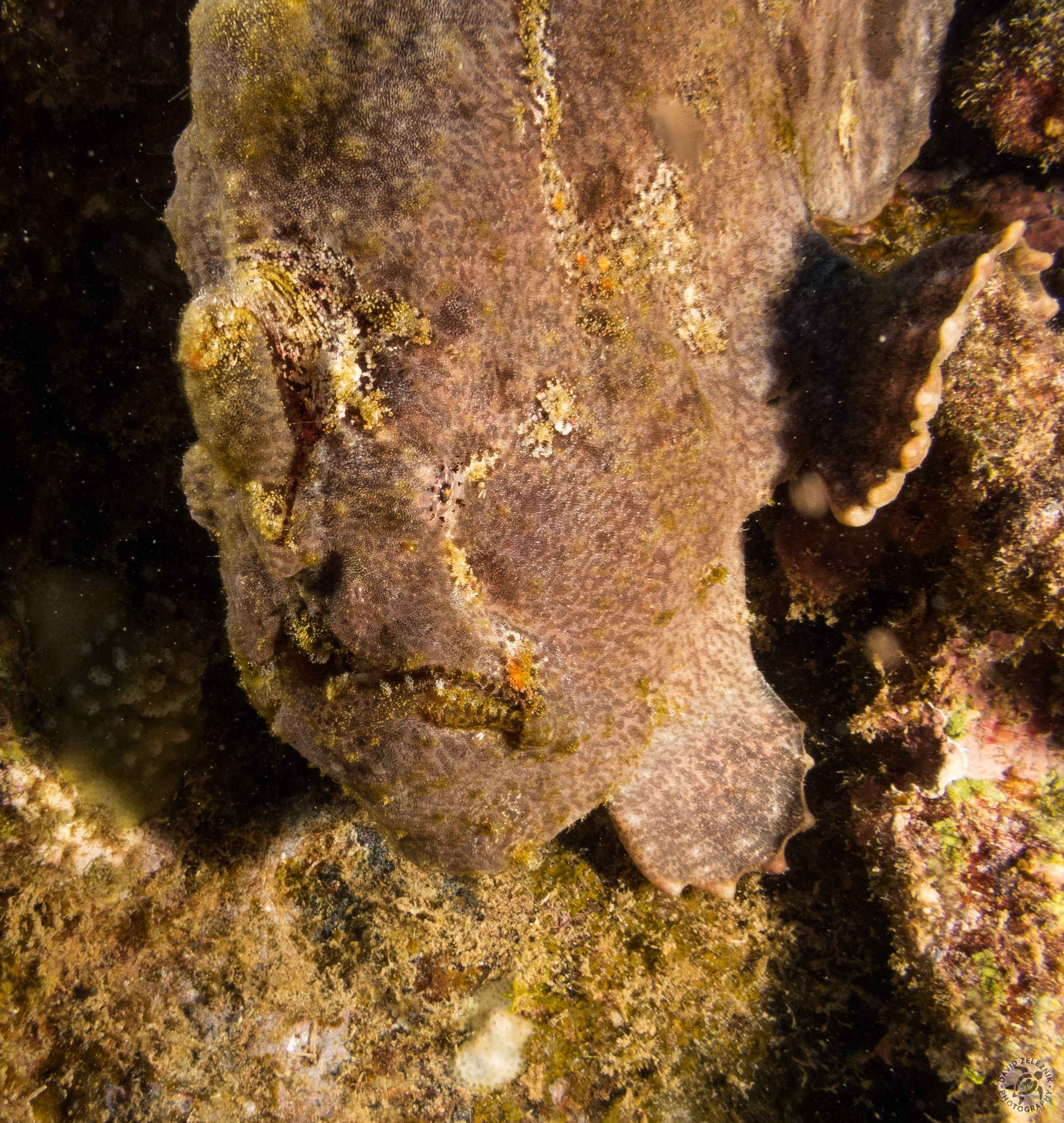 Commerson's or Giant Frogfish<br/><small>Koloa Landing dive site, Kauai</small>