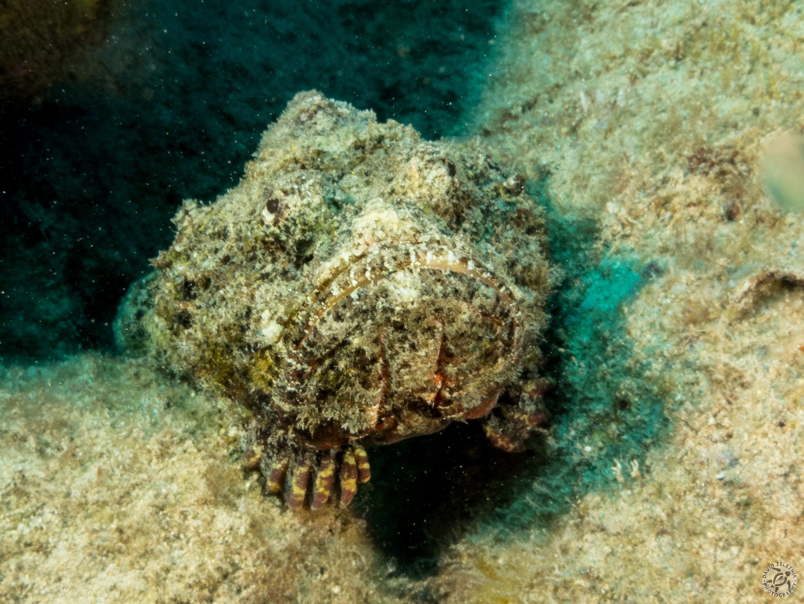 Devil Scorpionfish<br/><small>Koloa Landing dive site, Kauai</small>