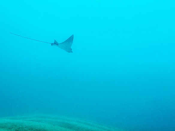 Spotted eagle ray at Tunnels. Compared to last year at the same time, North Shore conditions were fab. May 16, 2016 9:37 AM : Diving : Reivan Zeleznik