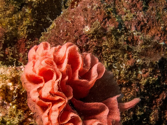 An egg sac laid by the Spanish Dancer nudibranch May 16, 2016 12:12 PM : Diving : Reivan Zeleznik