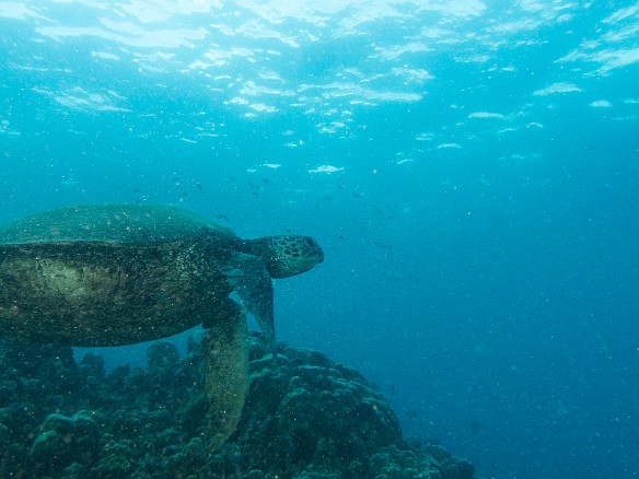 Turtle heading for the surface at Koloa Landing May 19, 2016 4:08 PM : Diving, honu, turtle : Reivan Zeleznik