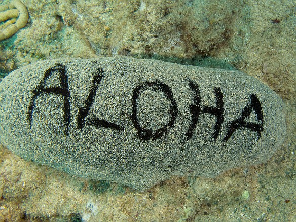 First time I've seen a black sea cucumber holding out a welcome  sign May 19, 2016 4:39 PM : Diving : Reivan Zeleznik