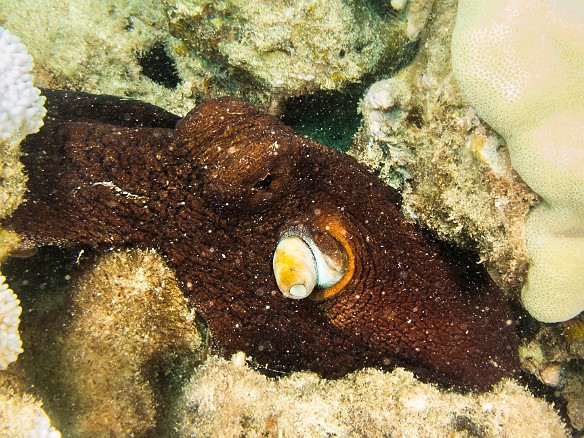 Last dives of the trip were again at Koloa Landing with Jess. Conditions were even better, I had Jess all to myself as the primo spotter, and there were more critters per square foot than ever. Right off the bat was this large octopus tucked inside the reef, one of four we saw during the afternoon! May 24, 2016 2:29 PM : Diving : Reivan Zeleznik