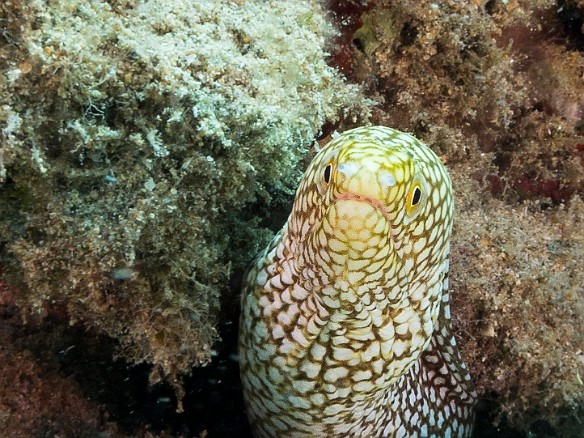 The longer I stayed in front of this Whitemouth Moray taking photos, the closer it got, seeing its reflection in my camera port. It was only when I started editing on my computer that I noticed what I think are two very tiny babies poking up from the sand underneath momma's belly. May 24, 2016 2:40 PM : Diving : Reivan Zeleznik