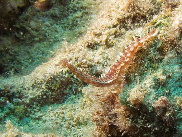 This Lined Fireworm was on the move May 24, 2016 2:57 PM : Diving : Reivan Zeleznik