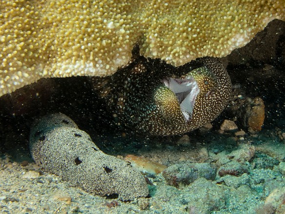 Yet another Whitemouth Moray shows how it gets its name May 24, 2016 4:15 PM : Diving : Reivan Zeleznik