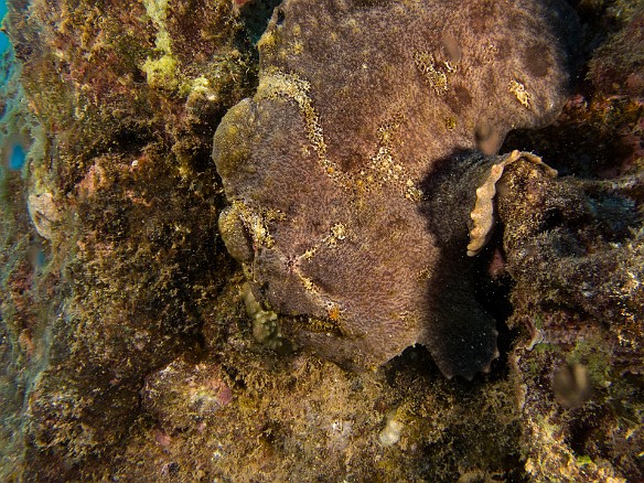 Froggie went a courting... My day was fulfilled when Jess spotted this Commerson's or Giant Frogfish perched on a rock. It must have been close to 2ft in size, maybe larger. May 24, 2016 4:42 PM : Diving : Reivan Zeleznik