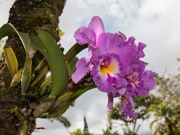 Hanalei Bay Resort has a program where people donate orchids and the grounds staff plants them on the tree of your choice May 22, 2016 8:03 AM