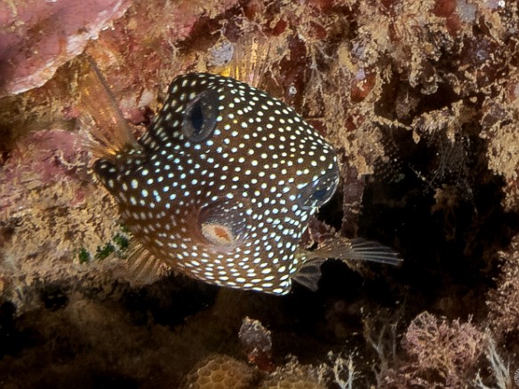 Diving-006 Female Spotted Boxfish