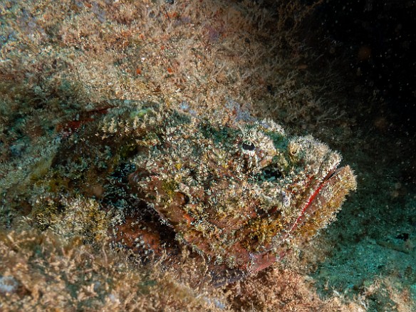 Devil Scorpionfish Devil Scorpionfish