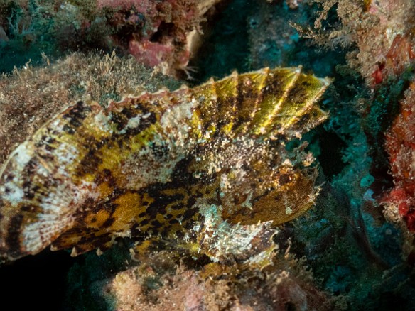 Diving-016 Leaf Scorpionfish