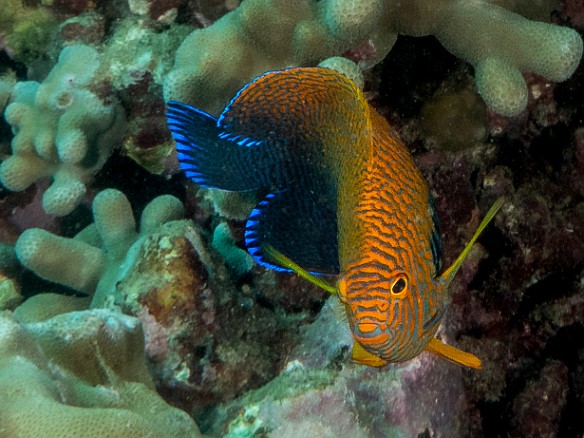 The Potter's Angelfish is the only common Angelfish seen in Hawaii The Potter's Angelfish is the only common Angelfish seen in Hawaii
