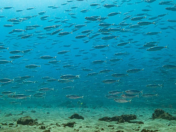 Diving-025 School of bait fish, probably Flagtails, at Koloa Landing