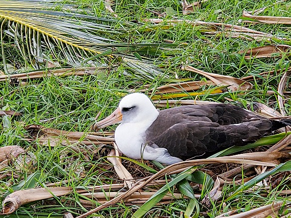 Kauai-065 Laysan Albatross nesting on the Makai Course