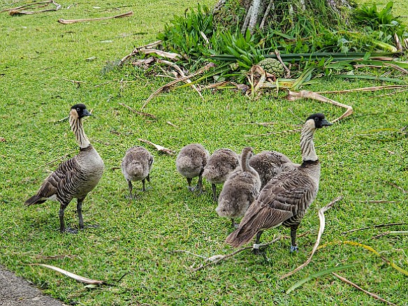Kauai-069 Nene parents and their goslings