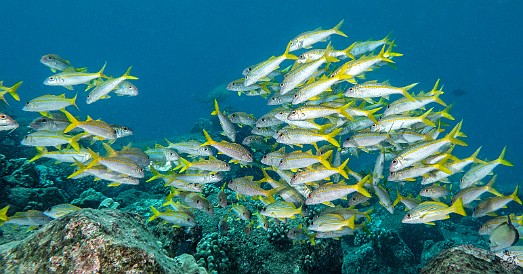 A school of Yellowfin Goatfish, with a few Bluestripe Snapper that snuck into the herd at the bottom right. A school of Yellowfin Goatfish, with a few Bluestripe Snapper that snuck into the herd at the bottom right.