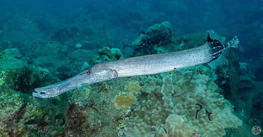 This Trumpetfish likes to toot its own horn 🎺🐟 This Trumpetfish likes to toot its own horn 🎺🐟