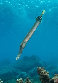 Trumpetfish 🎺🐟 are frequently seen hovering vertically almost motionless in the water column as a way to fool their prey into thinking they're a piece of branching coral or a gorgonian. It doesn't fool me, but then again I was once told that I have a slightly higher IQ than the average crustacean 🦐🧠 Trumpetfish 🎺🐟 are frequently seen hovering vertically almost motionless in the water column as a way to fool their prey into thinking they're a piece of...