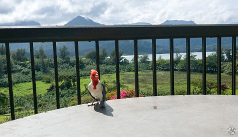 Kauai-099 We also have beggars on our lanai, Mr. Cardinal was very intent to snatch a bite of my lunch 🐦🌮