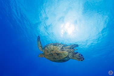 There were honu galore at Fish Bowl the other day. I love shooting from below, catching the sun and the surface of the water silhouetting the honu as it climbs 🐢🧗 Honus galore at Fish Bowl