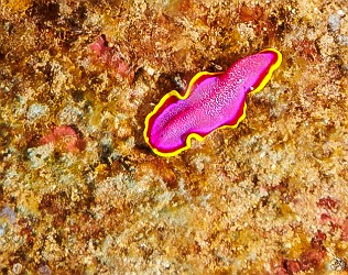 Like many species, it's not hard to understand how the Fuchsia Flatworm gets its name Like many species, it's not hard to understand how the Fuchsia Flatworm gets its name