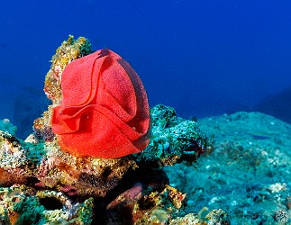 PlateLunch20240207-018 The egg sac of the Spanish Dancer nudibranch looks like an underwater floral rose 🌹