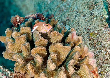 A tiny Arc-Eye Hawkfish on its favorite perch of cauliflower coral, at Tortugas A tiny Arc-Eye Hawkfish on its favorite perch of cauliflower coral, at Tortugas