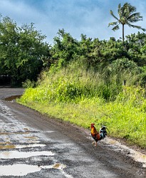 Kauai2024-009 The never answered question on Kauai, why did the 🐓 cross the 🛣️, and this guy wasn't spilling the beans