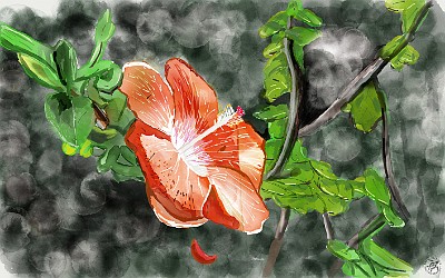 Kauai2024-035 Max's digital painting of my hibiscus photo