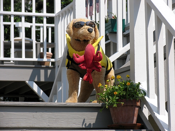 The dog guarding the entrance to the pet store in Kennebunkport Jul 3, 2009 3:13 PM : Maine