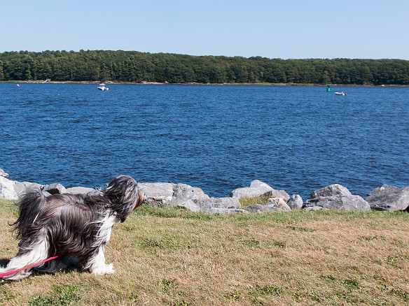 Sophie surveys her domain- some kayakers, some boaters, and some people fishing Sep 6, 2015 2:03 PM : Maxine Klein, Sophie