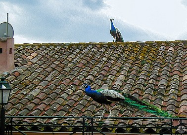 StTropez-003 Peacocks on the roofs of St. Tropez