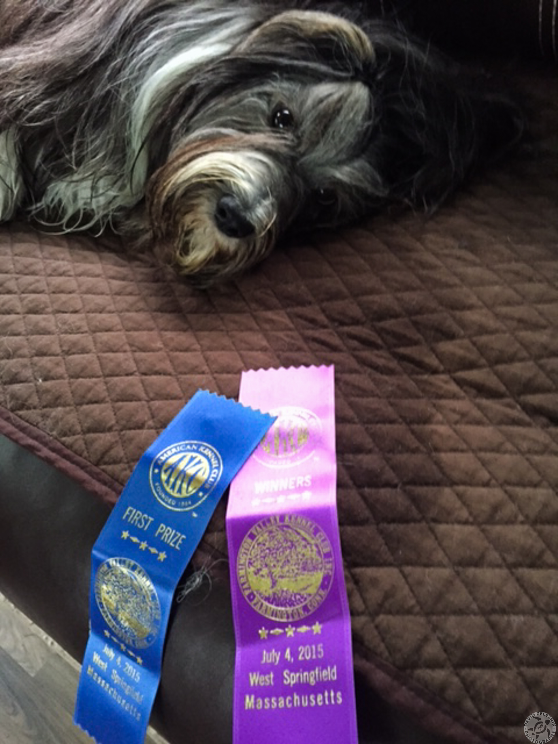 Sophie Springfield 201507-003 And this is Sophie totally and utterly exhausted Saturday afternoon after winning her second major in Springfield