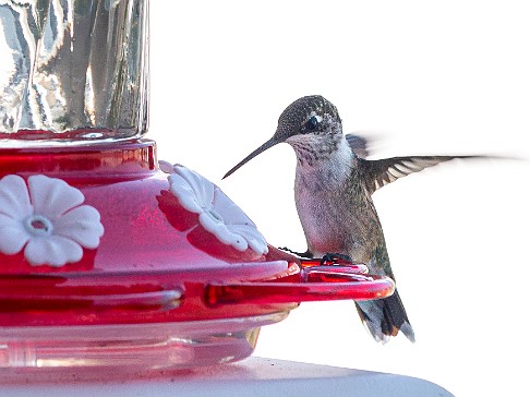 Hummingbirds-202008-060 Max bought a hummingbird feeder for our front porch and we enjoyed the show through our kitchen window for the entire Summer. I discovered a feature of my...