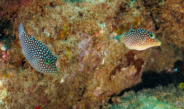 Believe it or not, these little guys are puffers. They're endemic to Hawaii and are appropriately (and very originally) named the Hawaiian Whitespotted Puffer 🐡 Koloa Landing dive site, Kauai, USA Believe it or not, these little guys are puffers. They're endemic to Hawaii and are appropriately (and very originally) named the Hawaiian Whitespotted Puffer...