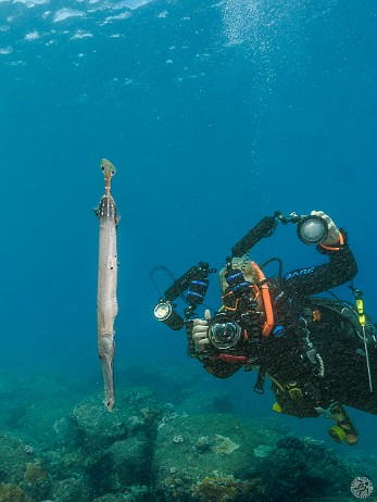 Pacific Trumpetfish in typical vertical hunting position Koloa Landing dive site, Kauai, USA Pacific Trumpetfish in typical vertical hunting position