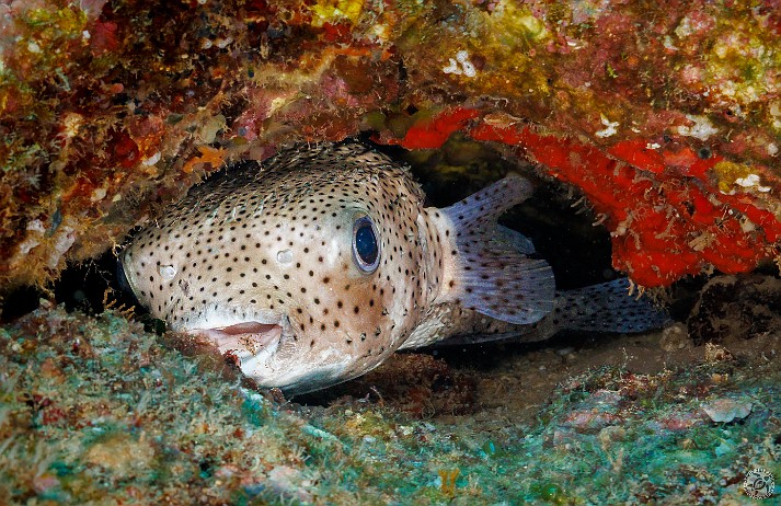 This Giant or Spotted Porcupinefish was getting some dental hygiene done by a tiny cleaner shrimp 🐡🦐 Sheraton Caverns dive site, Kauai, USA This Giant or Spotted Porcupinefish was getting some dental hygiene done by a tiny cleaner shrimp 🐡🦐