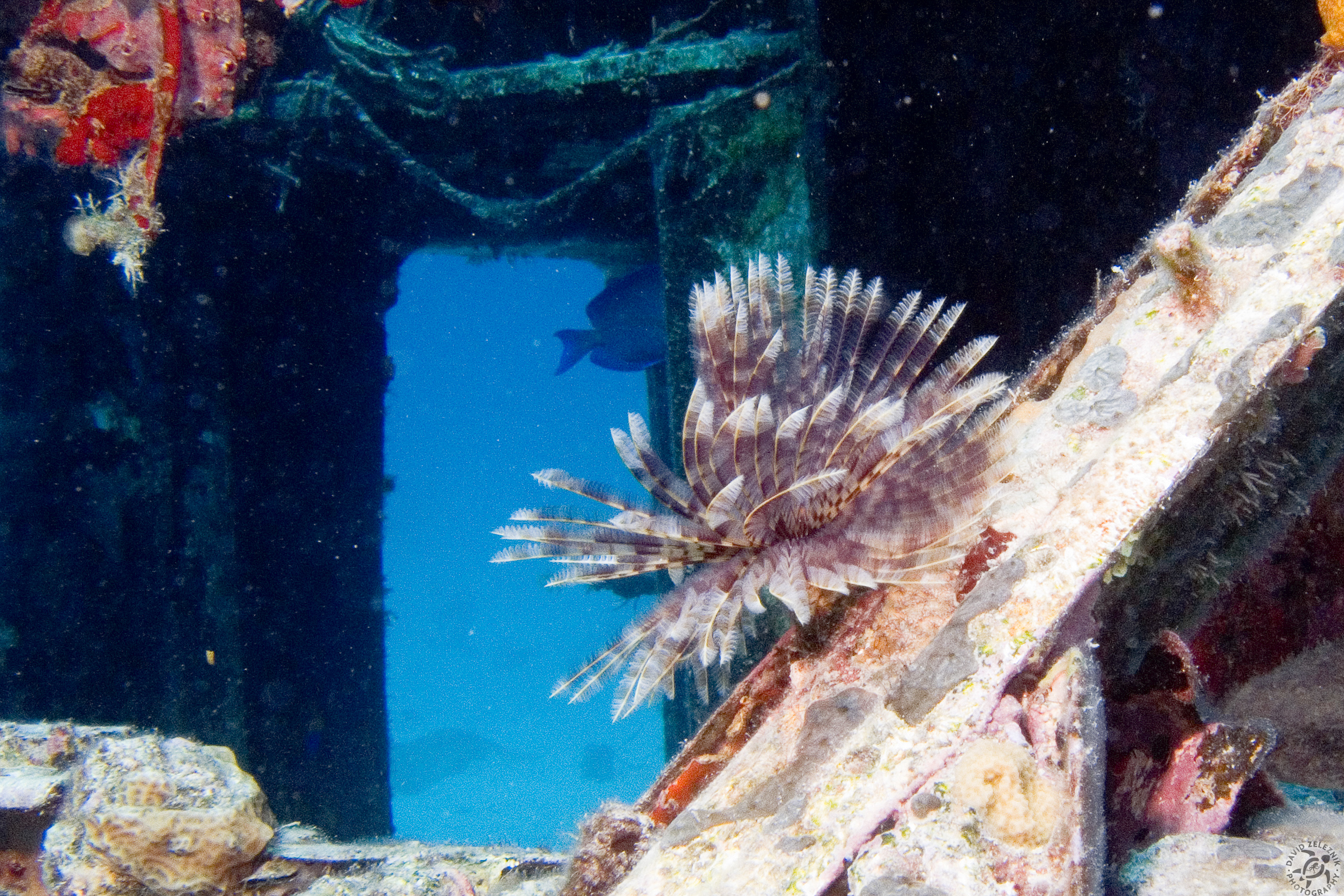 Coral Gardens, off of Great Dog Island contains lots of coral heads and the remains of a plane fuselage. The plane wrecked at the end of the Tortola runway, was sunk intentionally, and used at one point as a movie prop. Here is a giant feather duster worm on the fuselage.
