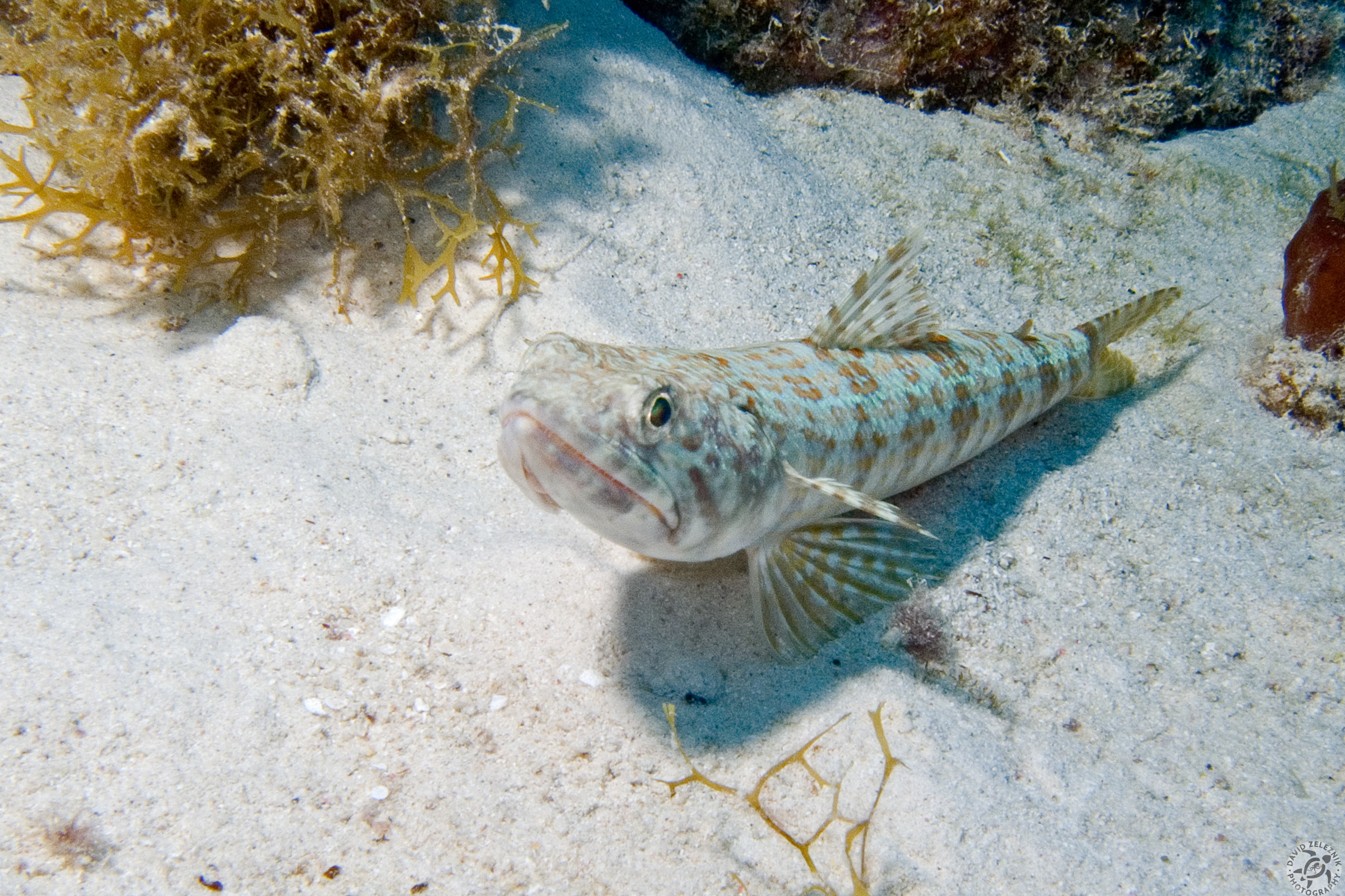The Sand Diver usually likes to bury itself in the sand with only its head showing, but this one was content to rest and pose for the photo