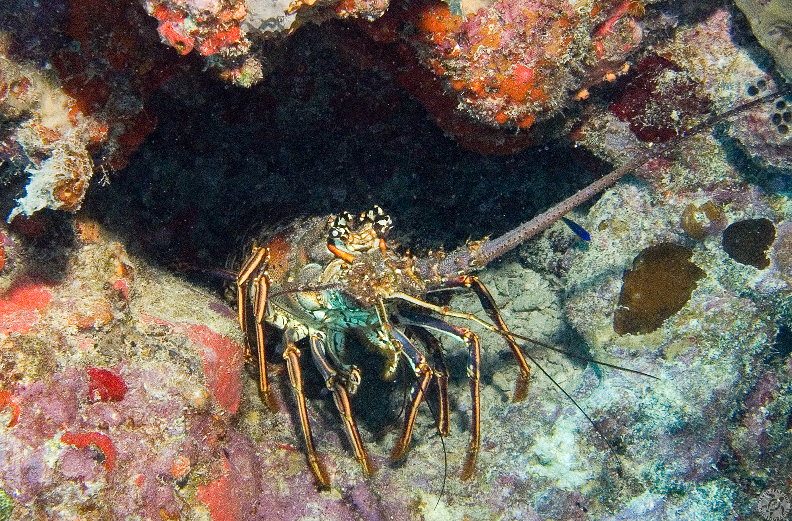 A Spiny Caribbean Lobster advances out of its hole