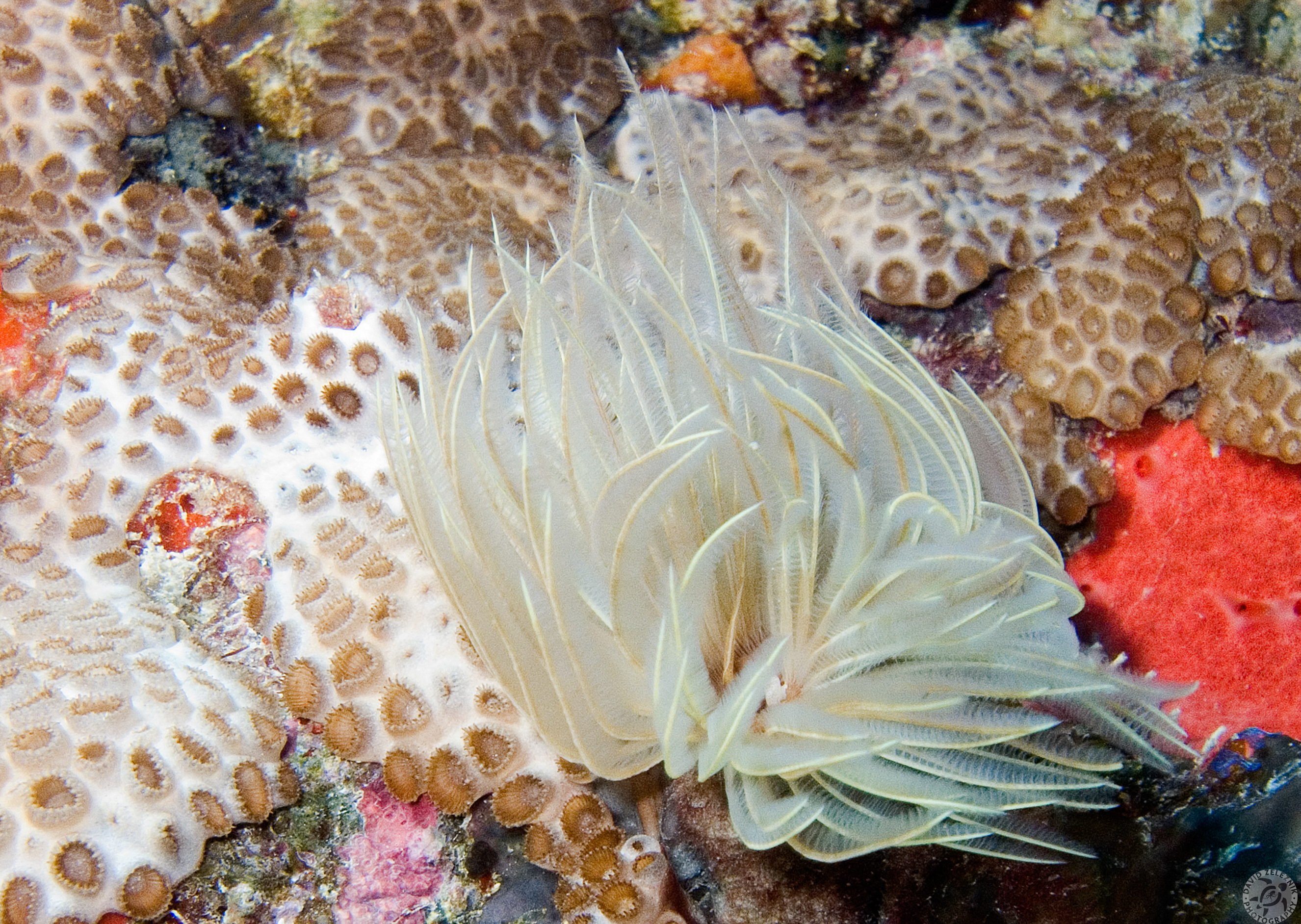 This is actually an animal, a Feather Duster Worm
