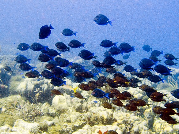 A school of Blue Tangs over the reef Feb 2, 2007 11:31 AM : BVI, Diving, Virgin Gorda 2007-02