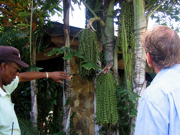Ettien shows an unusual palm tree with different flowers Feb 2, 2007 11:24 AM : BVI, Virgin Gorda 2007-02