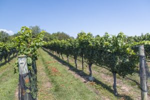 Labor Day Wine Tour of CT