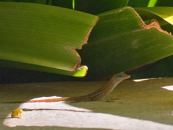 Geckos galore Jan 10, 2009 3:18 PM : Antigua 2009-01